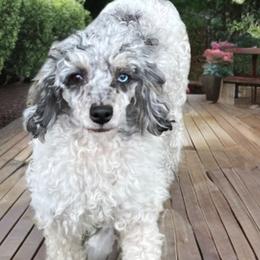 Brooklyn - Cavapoo