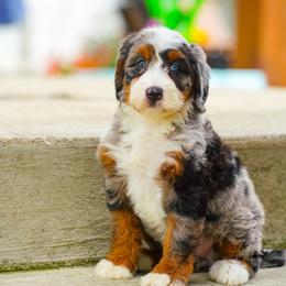Monarch - Blue merle female Bernedoodle puppy in Dundee, Ohio from Down Home Doodle