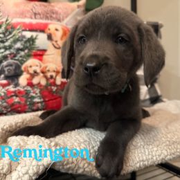 Charcoal Male- Turquoise - Charcoal male Dilute Retriever puppy in Marion, Illinois from Summer Lovin’ Labradors of Southern Illinois