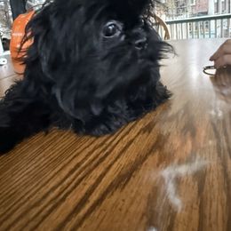 Boy 2 - Red Shih Tzu puppy in Lakewood, Ohio from Purelyshihtzupups