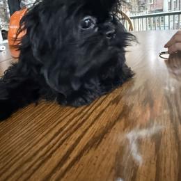 Boy 2 - Red Shih Tzu puppy in Lakewood, Ohio from Purelyshihtzupups