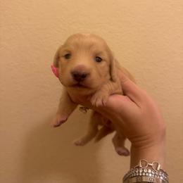 Cream Longhair Female - Cream female Dachshund puppy in El Paso, Texas from LF & Co Dachshunds