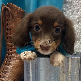 Jemma - Piebald female Dachshund puppy in West Plains, Missouri from Puppies 2 B Loved