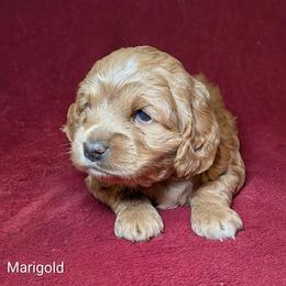 Marigold - Buff female Cockapoo puppy in Sunset, Louisiana from Cano Cockapoos