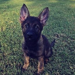 Black collar - Sable male German Shepherd puppy in Dexter, Missouri from Vom Morris Haus German Shepherds