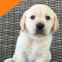 Girl 3 - Yellow female Labrador Retriever puppy in Wilson’s, Virginia from Cedar Hill Farm Labradors