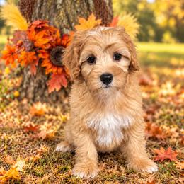 P a u l (Mc C a r t n e y) - male Cavapoochon puppy in Bullard, Texas from Cavapoochon Central LLC