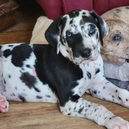 Boy 4 - male Great Dane puppy in Turon, Kansas from RCM Great Danes