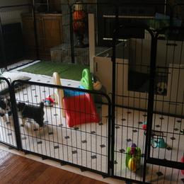 Border Collie Puppies from Top Notch Border Collies