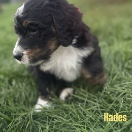 Hades - Tri-color male Bernedoodle puppy in Bennett, Colorado from Darling Paws Bernedoodles, LLC