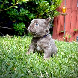 Teddy - Tricolors male French Bulldog puppy in San Diego, California from Hlop Frenchies LLC