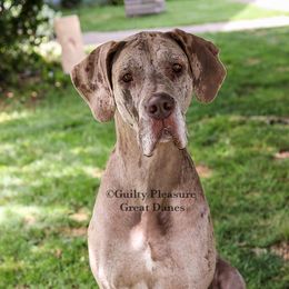 Raina - Great Dane