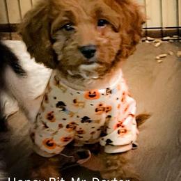 Dexter - Red male Cavapoo puppy in Maple Grove, Minnesota from Honey Bit Kennels