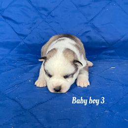 Baby boy 3 - Sable and white male Siberian Husky puppy in Ocala, Florida from Florida Husky Puppies