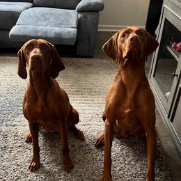 Vizslas from PRP Vizslas