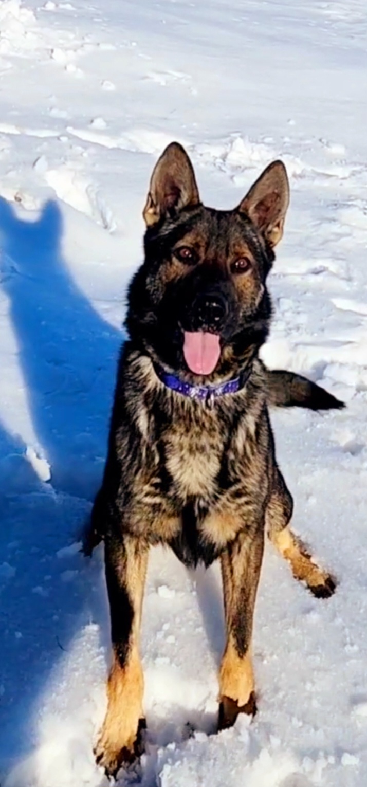 Thanos - German Shepherd