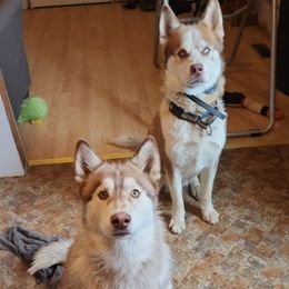 Siberian Huskies from Allen's Huskies