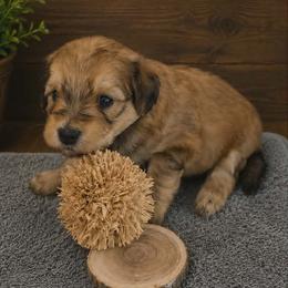 Cedar- Red Collar - Red phantom male Aussiedoodle puppy in Grand Blanc, Michigan from B's Aussiedoodles