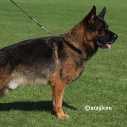 German Shepherds from Von Den Oher Tannen