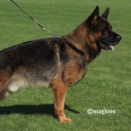 German Shepherds from Von Den Oher Tannen