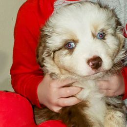 Red Merle Male - Red merle Miniature Australian Shepherd puppy in Galesburg, Illinois from Blessed Knights Mini Aussies