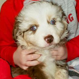 Red Merle Male - Red merle Miniature Australian Shepherd puppy in Galesburg, Illinois from Blessed Knights Mini Aussies