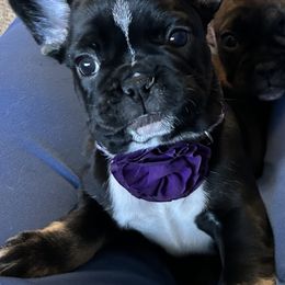 French Bulldog Puppies from Fishie's Frenchies