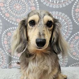 Lilly - Dachshund