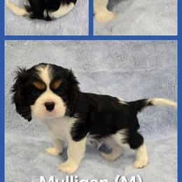 Boy 2 - male Cavalier King Charles Spaniel puppy in Kenosha, Wisconsin from Children's Choice Cavaliers