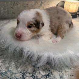 RMM - Red merle male Australian Shepherd puppy in Manchester, Iowa from Lone Willow Aussies