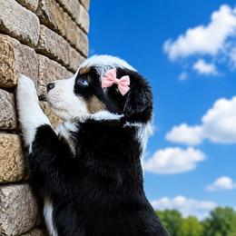Lightning - Black tri-color female Australian Shepherd puppy in Marshall, Virginia from Aussie Tales Farm