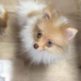 Parti - Orange parti female Pomeranian puppy in Centuria, Wisconsin from Petite FurryTails