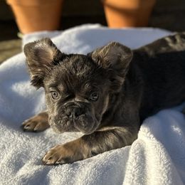 Hurricane (Green Male) - Tricolors French Bulldog puppy in Burbank, California from Floofie Frenchies