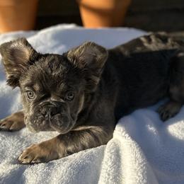 Hurricane (Green Male) - Tricolors French Bulldog puppy in Burbank, California from Floofie Frenchies