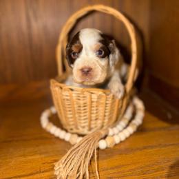 Bolt - Liver and white male English Springer Spaniel puppy in Cottageville, West Virginia from Mountain Top Springers