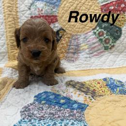 Rowdy - Apricot male Cavapoo puppy in Cabool, Missouri from Big Gulch Puppies