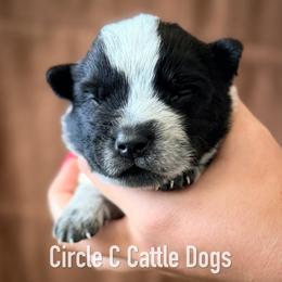 Boy 4 - Blue male Australian Cattle Dog puppy in Blackfoot, Idaho from Circle C Australian Cattle Dogs
