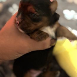 Mochi - Black and tan male Yorkshire Terrier puppy in Ocala, Florida from Yorkie  And Shih Tzu Love