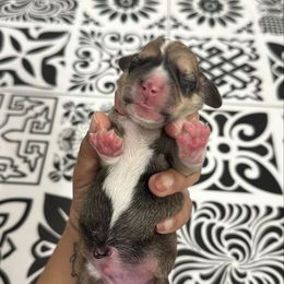 Rye - Cream male Dachshund puppy in Mc Donough, Georgia from L & J Kennel