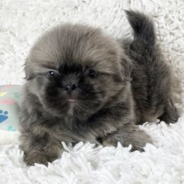 AKC Shadow - Blue male Shih Tzu puppy in Greenville, South Carolina from Babyface Shih Tzu
