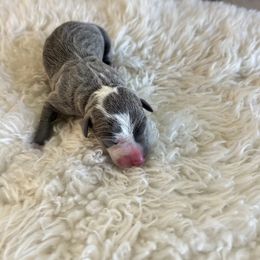 Chance - Blue male Italian Greyhound puppy in Southwest Florida, Florida from Woofford Italian Greyhounds