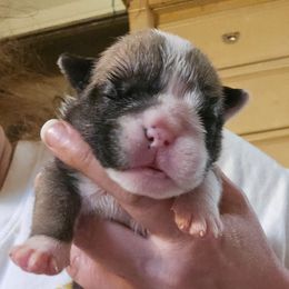 Girl 4 - Red and white female Bulldog puppy in Lexington, Kentucky from E. Clive Bulldogs