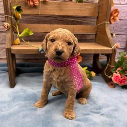 Meadow - Cream female Goldendoodle puppy in Lisbon, Ohio from Willow Lane Doodles