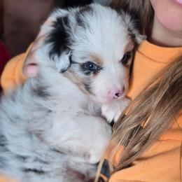 Galaxy BMM - Blue merle male Australian Shepherd puppy in Rainsville, Alabama from Chaparro Farm