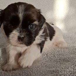 Shih Tzu Puppies from Terri Geiser-Gilchrist