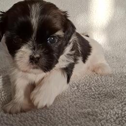 Shih Tzu Puppies from Terri Geiser-Gilchrist