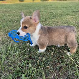 Pembroke Welsh Corgi Puppies from Sheri Shurden