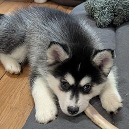 Holly - Black and white female Pomsky puppy in Charlotte, Michigan from Moore Pomskies