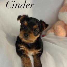 Cinder - Black and gold female Yorkshire Terrier puppy in Tyler, Texas from YorkiStars
