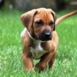 Rhodesian Ridgebacks from Cape Ridge Rhodesian Ridgebacks